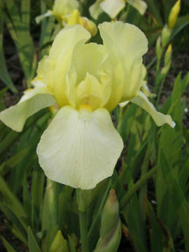 Toon details van Blessed Again Afbeeldingen van Blessed Again