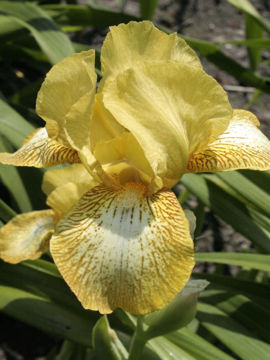 Toon details van Bonus Afbeeldingen van Bonus