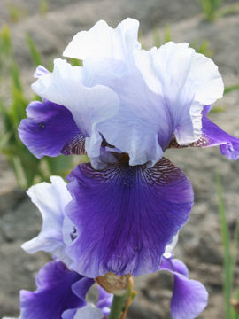 Toon details van Blushes Afbeeldingen van Blushes