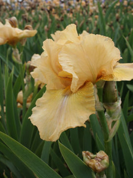 Toon details van Bobby Afbeeldingen van Bobby