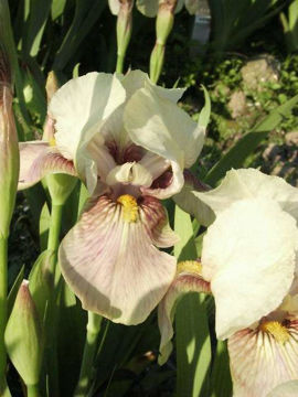 Toon details van Doxa Afbeeldingen van Doxa