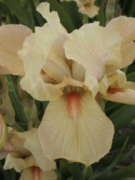 Toon details van Apricot Silk Afbeeldingen van Apricot Silk