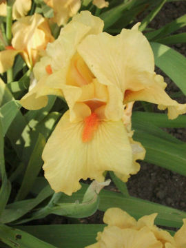 Toon details van All Right Afbeeldingen van All Right