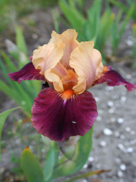 Toon details van Blast Afbeeldingen van Blast