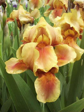 Toon details van Apache Warrior Afbeeldingen van Apache Warrior