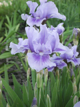 Toon details van Bedtime Story Afbeeldingen van Bedtime Story