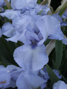 Toon details van Az Ap Afbeeldingen van Az Ap