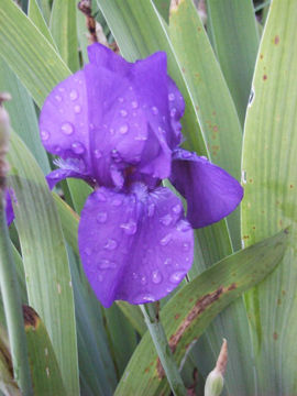 Toon details van Anninkins Afbeeldingen van Anninkins