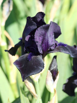 Toon details van Black Watch Afbeeldingen van Black Watch