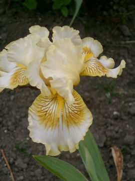 Toon details van Champ Afbeeldingen van Champ