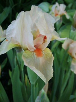 Toon details van Anagram Afbeeldingen van Anagram