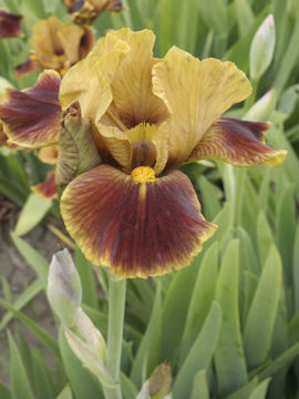 Toon details van Hissy- Fit Afbeeldingen van Hissy- Fit