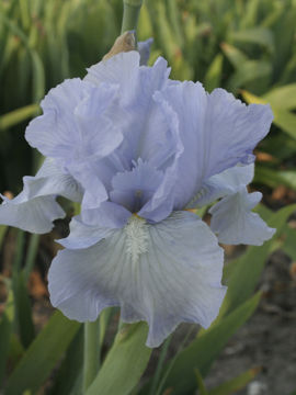 Toon details van Bel Azur Afbeeldingen van Bel Azur