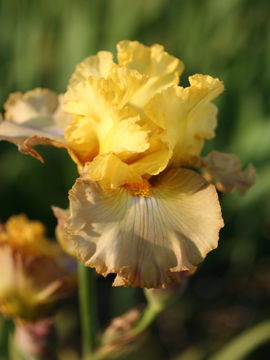 Toon details van Oloroso Afbeeldingen van Oloroso