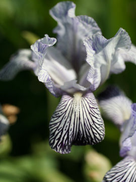 Toon details van Variegata Reginae Afbeeldingen van Variegata Reginae