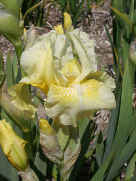 Toon details van Alienor d'Aquitaine Afbeeldingen van Alienor d'Aquitaine