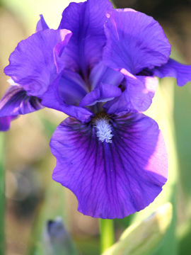 Toon details van Amblie Afbeeldingen van Amblie