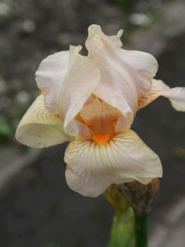 Toon details van Aglow Again Afbeeldingen van Aglow Again