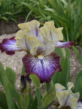 Toon details van Royal Deeside Afbeeldingen van Royal Deeside