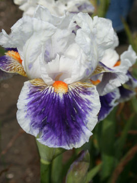 Toon details van American Patriot Afbeeldingen van American Patriot