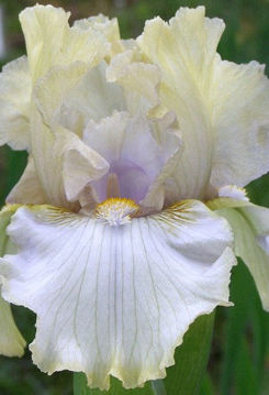 Toon details van Amakiki Afbeeldingen van Amakiki