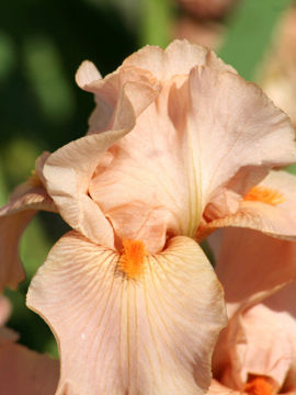 Toon details van Astrid De Mezzo Afbeeldingen van Astrid De Mezzo