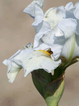 Toon details van Avoriaz Afbeeldingen van Avoriaz