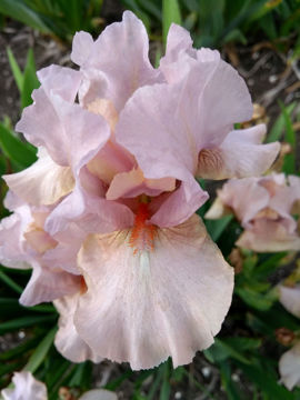 Toon details van Baiser Secret Afbeeldingen van Baiser Secret