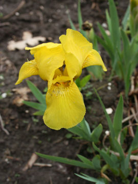 Toon details van Baria Afbeeldingen van Baria