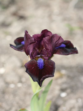 Toon details van Tarheel Elf Afbeeldingen van Tarheel Elf