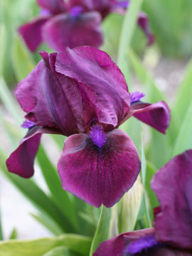 Toon details van Cherry Garden Afbeeldingen van Cherry Garden