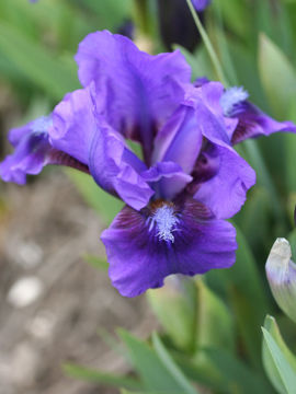 Toon details van Banbury Ruffles Afbeeldingen van Banbury Ruffles