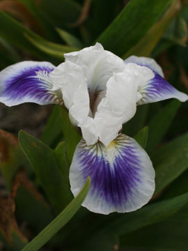 Toon details van Boo Afbeeldingen van Boo