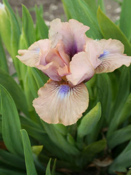 Toon details van Chanted Afbeeldingen van Chanted