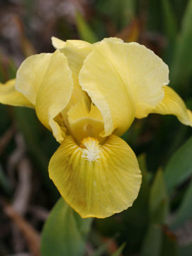 Toon details van Baby Boom Afbeeldingen van Baby Boom