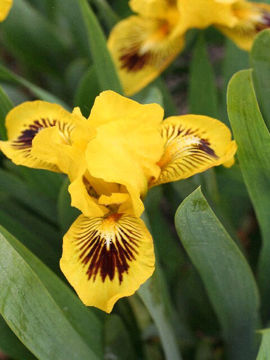 Toon details van Eyebright Afbeeldingen van Eyebright