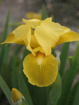 Toon details van Golden Child Afbeeldingen van Golden Child