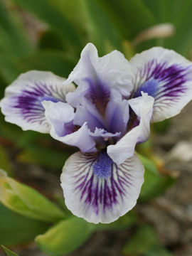 Toon details van Awake Afbeeldingen van Awake