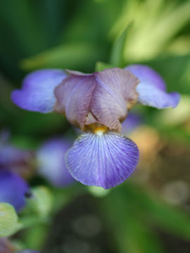 Toon details van Bangles Afbeeldingen van Bangles