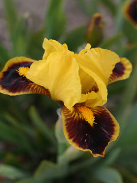 Toon details van Hot Afbeeldingen van Hot