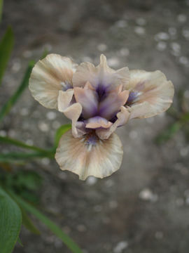 Toon details van Be My Angel Afbeeldingen van Be My Angel