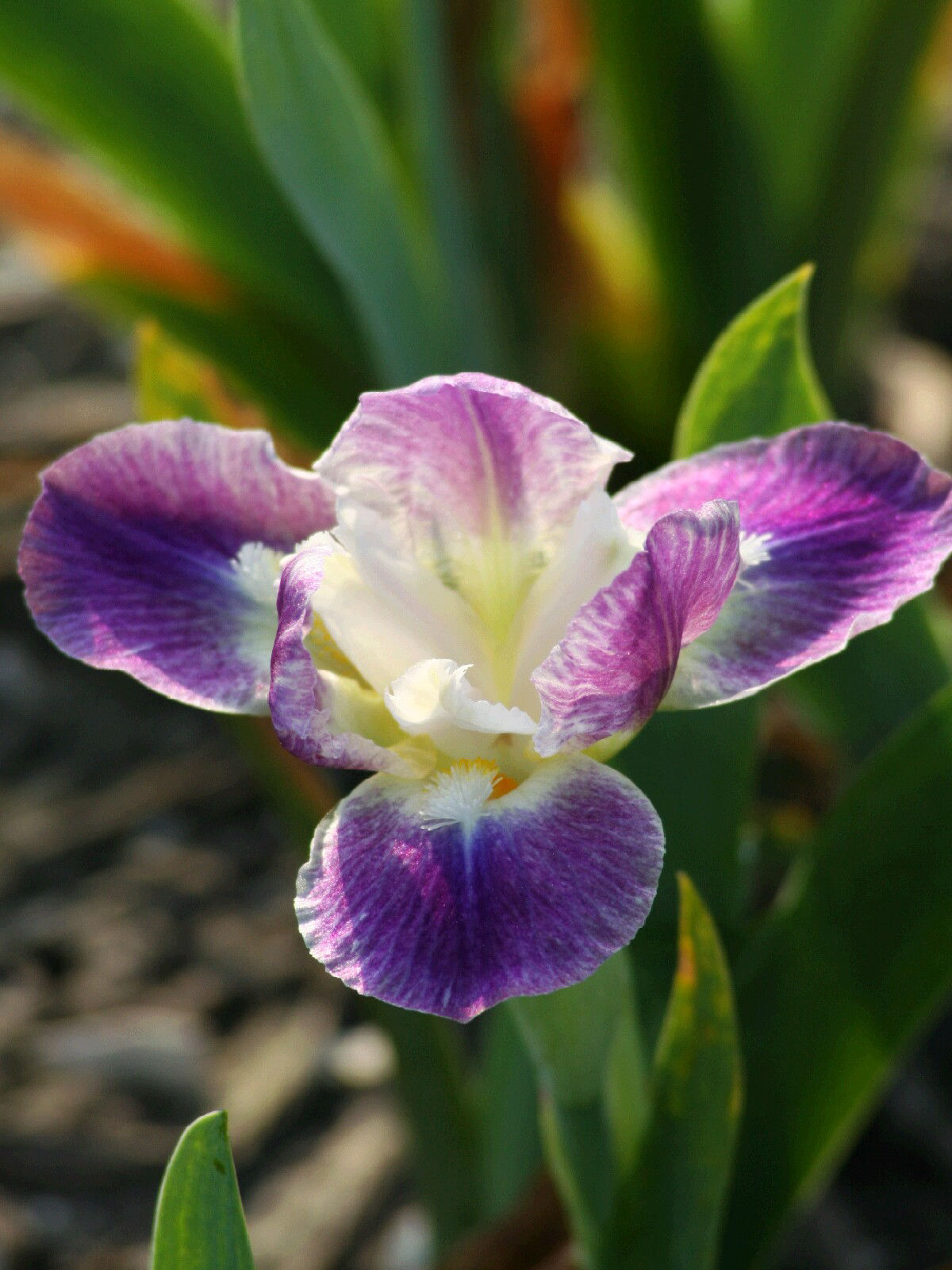 Iris Pumila - Yippy Skippy : Iris en Hemerocallis kwekerij Joosten ...