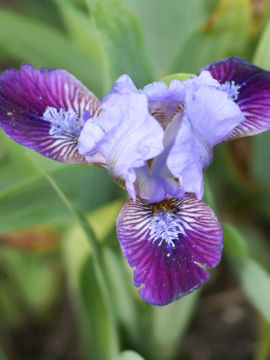 Toon details van Sparkplug Afbeeldingen van Sparkplug