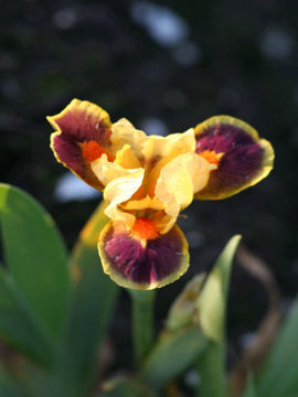 Toon details van Beat Beat Drums Afbeeldingen van Beat Beat Drums