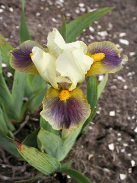 Toon details van Anders Afbeeldingen van Anders