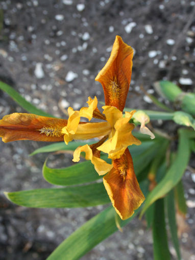 Afbeeldingen van Alternatif