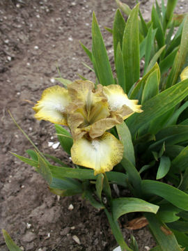 Toon details van Blesje Afbeeldingen van Blesje