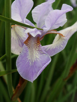 Toon details van Mrs Rowe Afbeeldingen van Mrs Rowe