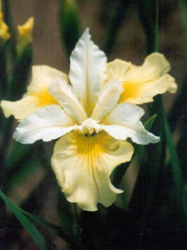 Toon details van Moon Silk Afbeeldingen van Moon Silk