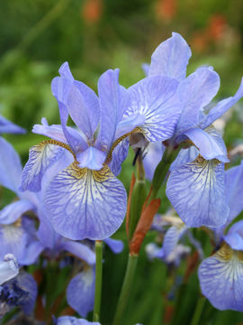 Toon details van Papillon Afbeeldingen van Papillon